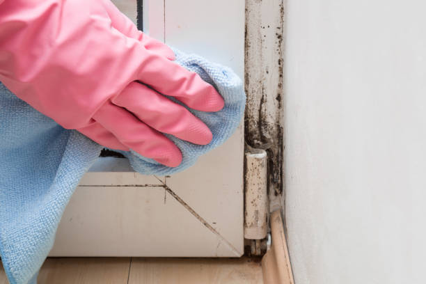 Best Real Estate Mold Inspection  in Ridgely, MD